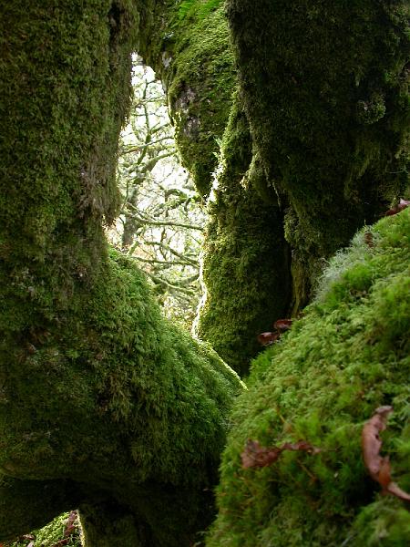 Wistman's Wood soft moss.jpg